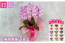 【栃木県宇都宮産】胡蝶蘭（小輪）ピーライト　3本立
※離島への配送不可