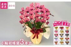 【栃木県宇都宮産】胡蝶蘭（小輪）カシス　3本立
※離島への配送不可
