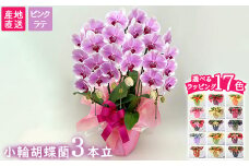 【栃木県宇都宮産】胡蝶蘭（小輪）ピンクラテ　3本立
※離島への配送不可