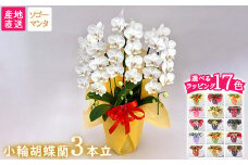 【栃木県宇都宮産】胡蝶蘭（小輪）ソゴーマンタ　3本立
※離島への配送不可