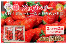 【先行予約】スカイベリー 2箱 1.16kg（1箱(2パック入)×2） いちご 大粒 | ギフト 贈答 栃木県 宇都宮市 果物 フルーツ 苺 イチゴ 人気　※2025年1月上旬～3月上旬頃に順次発送予定　※北海道・沖縄・離島への配送不可