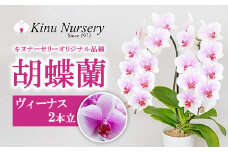 胡蝶蘭 オリジナル品種「ヴィーナス 」2本立ち｜花 蘭 らん ラン コチョウラン 産地直送 生花 鉢 鉢植え 開院祝い 開店祝い 開業祝い 結婚祝い 結婚記念日 就任祝い 退職祝い お祝い 母の日 父の日 ギフト 贈り物 プレゼント　※沖縄、離島への配送不可