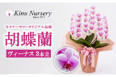 胡蝶蘭 オリジナル品種「ヴィーナス 」3本立ち｜花 蘭 らん ラン コチョウラン 産地直送 生花 鉢 鉢植え 開院祝い 開店祝い 開業祝い 結婚祝い 結婚記念日 就任祝い 退職祝い お祝い 母の日 父の日 ギフト 贈り物 プレゼント　※沖縄、離島への配送不可
