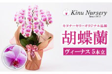 胡蝶蘭 オリジナル品種「ヴィーナス 」5本立ち｜花 蘭 らん ラン コチョウラン 産地直送 生花 鉢 鉢植え 開院祝い 開店祝い 開業祝い 結婚祝い 結婚記念日 就任祝い 退職祝い お祝い 母の日 父の日 ギフト 贈り物 プレゼント　※沖縄、離島への配送不可