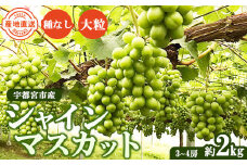 【先行予約】数量限定　シャインマスカット 約2kg｜ フルーツ ぶどう ブドウ 葡萄 果物 旬 大粒 高級 種なし ※北海道・沖縄・九州・離島への配送不可 ※2024年9月中旬～10月上旬頃に順次発送予定