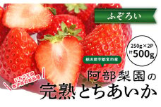 阿部梨園の完熟とちあいか（ふぞろい） ※離島への配送不可 ※2025年12月上旬～2026年5月中旬頃に順次発送予定