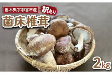 【先行受付】【訳あり】栃木県宇都宮市産　菌床椎茸　2kg ※2025年11月以降順次発送予定