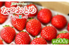 【先行予約】【産地直送】JBファームのなつおとめ（約600g） ｜ 栃木県宇都宮市 いちご イチゴ 苺 なつおとめ ※2025年6月上旬～2026年1月下旬頃に順次発送予定