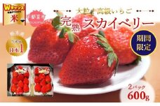 ＼9末まで 寄附額改定／【2月発送】高級いちご 完熟スカイベリー2パック 600g ｜ いちご 栃木  スカイベリー 甘い 糖度 旬 新鮮 フルーツ 果物 アレンジ スイーツ いちごジャム フルーツサンド 贈答用 プレゼント ※2025年12月下旬～2026年3月下旬頃に順次発送予定 ※沖縄・離島への配送不可