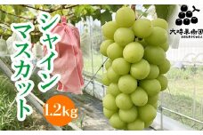 シャインマスカット 約1.2kg　※2025年9月中旬頃より順次発送予定