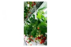 安心安全な植物工場の美味しいイチゴ　魁 F7Z-244