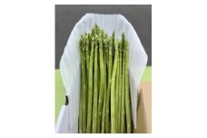 「あしかが美人」 食べごろアスパラガス 【約1.2キロ分】（15g 以上/1本）〈出荷時期:2025年6月10日出荷開始～2025年8月31日出荷終了〉【あしかが美人アスパラ アスパラガス ギフト プレゼント 自宅用 贈答用 栃木県 足利市 】 F7Z-259