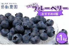 ブルーベリー プロが選ぶおすすめ4種セット 計1kg 冷蔵 栃木県 足利市 F7Z-1356
