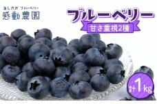 ブルーベリー 甘み重視2種セット 計1kg 冷蔵 栃木県 足利市 F7Z-1357