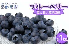 ブルーベリー ほどよい酸味2種セット 計1kg 冷蔵 栃木県 足利市 F7Z-1358