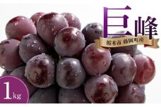 ぶどう 巨峰 栃木市藤岡町産 1kg【フルーツ 果物 くだもの 食品 人気 おすすめ 】