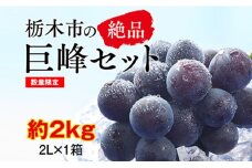 【2025年夏発送分先行受付 / 数量限定】栃木市の絶品「巨峰」セット　2L（約2kg）×1箱（2025年8月下旬～9月上旬発送予定）【フルーツ 果物 くだもの 食品 人気 おすすめ 】