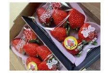 【2025年12月下旬～発送】「口いっぱいに溢れる甘い果汁 谷中農園の スカイベリー 」いちご【約280g×2パック】| 果物 フルーツ いちご 栃木 ブランド 栃木県【フルーツ 果物 くだもの 食品 人気 おすすめ 】