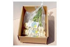 スプラウトにんにく　90g×3袋【1317313】