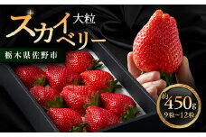 栃木県 いちご 新品種＜スカイベリー＞9粒～12粒 約450g【1258709】