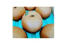 傷あり　栃木県佐野市産　梨「にっこり」4～5玉入り(1玉 約600g～750g)【1360990】
