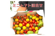 カラフルミニトマト　彩り豊かなミニトマト詰め合わせ8種類+1種【1394649】