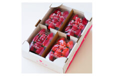 ＜春イチゴ＞「2品種以上組み合わせ!」食べ比べセット(260g×4パック)【1589308】