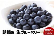 数量限定 50セット 鹿沼 朝摘み 生ブルーベリー 250g × 4パック 1kg [№5840-1431]　※沖縄・離島への配送不可　※2025年6月中旬～2025年7月中旬頃に順次発送予定