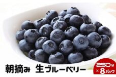 数量限定 50セット 鹿沼 朝摘み 生ブルーベリー 250g × 8パック 2kg [№5840-1432]　※沖縄・離島への配送不可　※2025年6月中旬～2025年7月中旬頃に順次発送予定