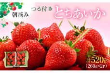 【先行予約】つる付き とちあいか 2パック箱（2026年2月上旬～2月中旬発送） いちご 果物 フルーツ 苺 イチゴ くだもの 朝取り 新鮮 美味しい 甘い [№5840-2281]