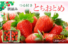 【先行予約】つる付き とちおとめ 2パック箱（2025年11月下旬～12月中旬発送）【家計応援】いちご 果物 フルーツ 苺 イチゴ くだもの 朝取り 新鮮 美味しい 甘い