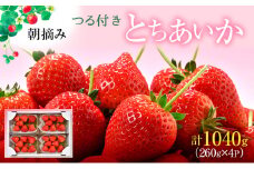 【先行予約】つる付き とちあいか 4パック（2025年11月下旬～12月中旬発送） 【家計応援】いちご 果物 フルーツ 苺 イチゴ くだもの 朝取り 新鮮 美味しい 甘い