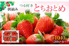 【先行予約】つる付き とちおとめ 4パック（2025年11月下旬～12月中旬発送） 【家計応援】いちご 果物 フルーツ 苺 イチゴ くだもの 朝取り 新鮮 美味しい 甘い