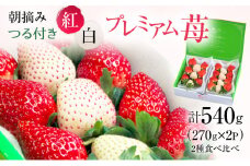【鹿沼市家計応援企画】【先行予約】つる付き紅白 プレミアム苺 2パック（2025年12月下旬～2026年1月上旬） ｜ とちあいか ミルキーベリー いちご 果物 フルーツ 苺 イチゴ くだもの 朝取り 新鮮 美味しい 甘い