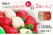【先行予約】おめでた紅白2種いちご 4パック （2026年2月中旬～2月下旬） 【家計応援】いちご 果物 フルーツ 苺 イチゴ くだもの とちあいか ミルキーベリー 朝取り 新鮮 美味しい 甘い