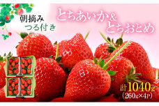 【先行予約】あいか×おとめハーフ＆ハーフ 4パック（2025年11月下旬～12月中旬）【家計応援】いちご 果物 フルーツ 苺 イチゴ くだもの とちあいか とちおとめ 朝取り 新鮮 美味しい 甘い