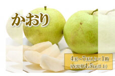 【先行予約】梨(かおり) 4玉～7玉入り×1箱 (4.5kg以上) ※2025年9月上旬～9月下旬頃に順次発送予定
