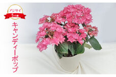アジサイ キャンディーポップ 花 紫陽花 5寸鉢 八重咲 ギフト 鹿沼市 栃木県 [№5840-2684]　※北海道への配送不可　※2025年4月下旬～5月下旬頃に順次発送予定