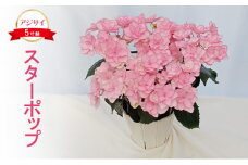 アジサイ スターポップ 花 あじさい 紫陽花 5寸鉢 八重咲 ギフト 鹿沼市 栃木県 [№5840-2685]　※北海道への配送不可　※2025年4月下旬～5月下旬頃に順次発送予定