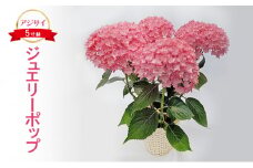 アジサイ ジュエリーポップ 花 紫陽花 5寸鉢 八重咲 ギフト 鹿沼市 栃木県 [№5840-2686]　※北海道への配送不可　※2025年4月下旬～5月下旬頃に順次発送予定