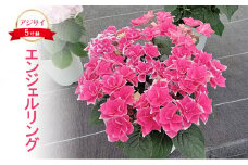 アジサイ エンジェルリング 花 あじさい 紫陽花 5寸鉢 ギフト 鹿沼市 栃木県 [№5840-2687]　※北海道への配送不可　※2025年4月下旬～5月下旬頃に順次発送予定