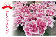 アジサイ プリンセスリング 花 あじさい 紫陽花 5寸鉢 ギフト 鹿沼市 栃木県 [№5840-2688]　※北海道への配送不可　※2025年4月下旬～5月下旬頃に順次発送予定