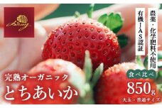 完熟オーガニックとちあいか 大玉・普通サイズ食べ比べ ※2025年12月中旬～2026年4月中旬頃に順次発送予定