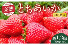 【先行予約】【12月発送】朝摘み！完熟とちあいか 1280g（320g×4p）　※離島への配送不可　※2025年12月上旬～12月下旬頃に順次発送予定