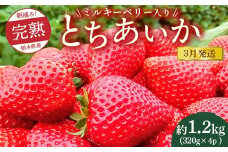 【先行予約】【3月発送】朝摘み！完熟とちあいか《ワンポイントにミルキーベリー入り》1280g（320g×4p）　※離島への配送不可　※2026年3月上旬～3月下旬頃に順次発送予定