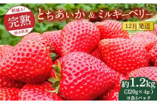 【先行予約】【12月発送】朝摘み！完熟とちあいか＆ミルキーベリーの紅白セット 1280g（320g×4p(各2パック) ）　※離島への配送不可　※2025年12月上旬～12月下旬頃に順次発送予定