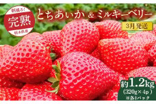 【先行予約】【3月発送】朝摘み！完熟とちあいか＆ミルキーベリーの紅白セット 1280g（320g×4p(各2パック) ）　※離島への配送不可　※2026年3月上旬～3月下旬頃に順次発送予定