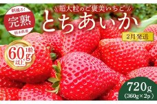 【先行予約】【2月発送】1粒60g以上！超大粒の《ご褒美いちご》朝摘み完熟とちあいか　720g（360g×2p）　※離島への配送不可　※2026年2月上旬～2月下旬頃に順次発送予定