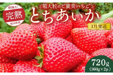 【先行予約】【1月発送】1粒60g以上！超大粒の《ご褒美いちご》朝摘み完熟とちあいか　720g（360g×2p）　※離島への配送不可　※2026年1月上旬～1月下旬頃に順次発送予定