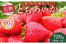 【先行予約】【1月発送】1粒60g以上！超大粒の《ご褒美いちご》朝摘み完熟とちあいか　720g（360g×2p）　※離島への配送不可　※2026年1月上旬～1月下旬頃に順次発送予定
